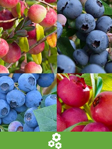 Pakiety wartości roślin owocowych