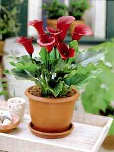 Zantedeschia