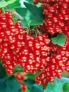 Czerwone jagody