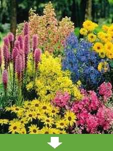 Wszystkie rośliny wieloletnie