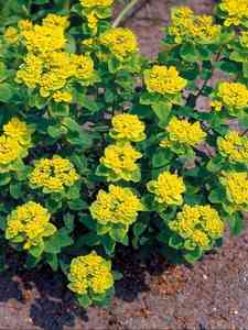 Euphorbia - Wilczomlecz