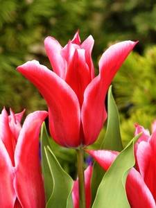 Tulipany kwitnące lilią