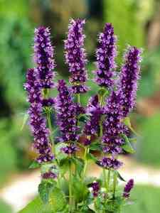 Agastache - kłosowiec
