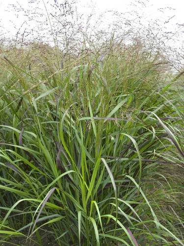 Panicum