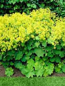 Alchemilla