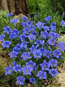 Gentiana