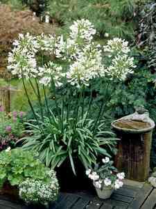 Agapanthus - Agapant