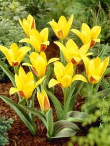 Tulipany Kaufmanniana