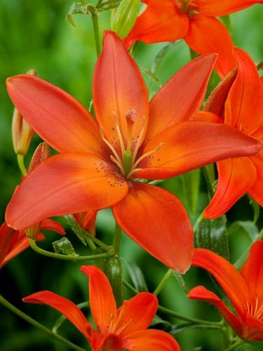 Lilie wolne od pyłków