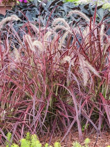 Pennisetum