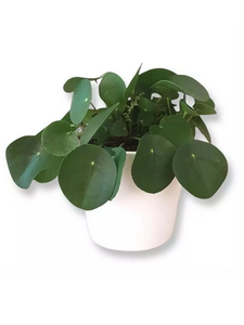 Peperomia