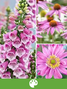 Rośliny wieloletnie według kolorów