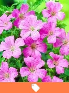 Oferta Roślin Stałych