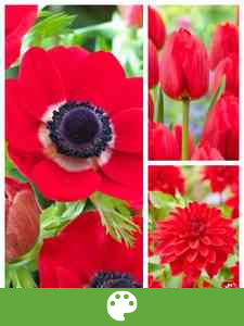 Cebule kwiatowe według koloru