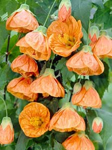 Abutilon