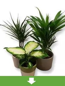 Wszystkie rośliny doniczkowe