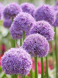 Allium