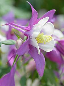 Aquilegia - Columbine