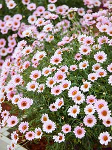 Argyranthemum