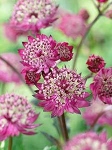 Astrantia - Masterwort