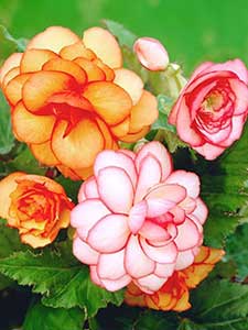 Begonia