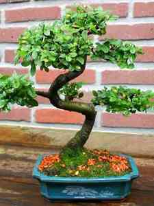Drzewka Bonsai