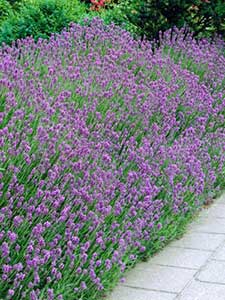 Żywopłoty graniczne