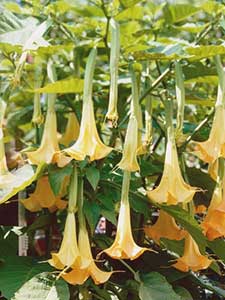 Brugmansia - Anielska Trąbka