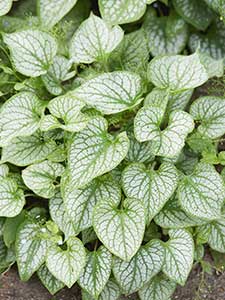 Brunnera