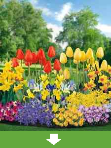 Wszystkie Cebulki Kwiatowe