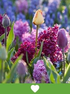 Popularne cebule kwiatowe