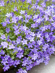 Campanula - Dzwonek