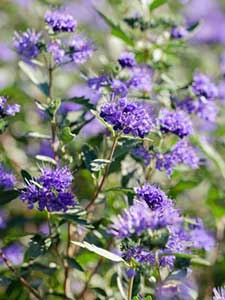 Caryopteris