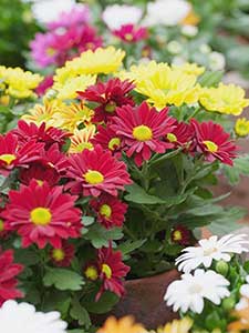 Chryzantema - Chryzantemy