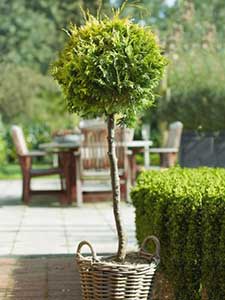 Standardowe drzewa iglaste