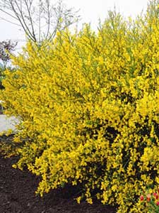 Cytisus