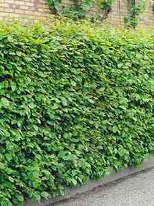 Żywopłoty liściaste