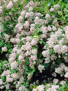 Deutzia