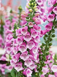 Digitalis - Naparstnica