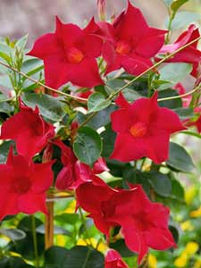 Dipladenia- Mandewilla