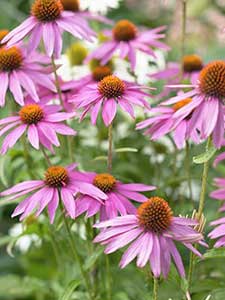 Echinacea - jeżówka