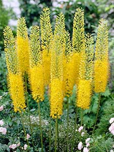 Eremurus