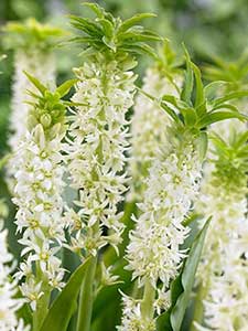 Eucomis