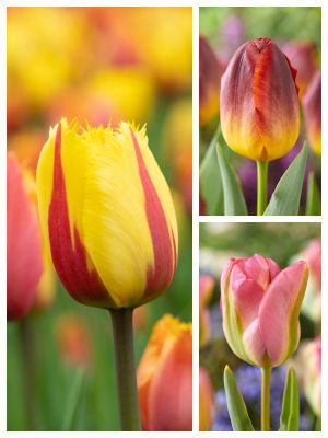 Cebule kwiatowe dwukolorowe