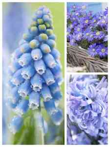 Niebieskie cebulki kwiatowe