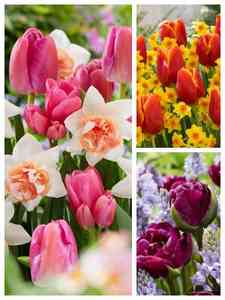 Mieszane kolorowe cebulki kwiatowe