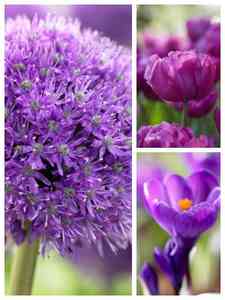 Fioletowe cebulki kwiatowe