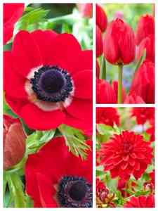 Czerwone cebulki kwiatowe