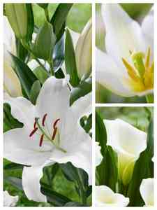 Białe cebulki kwiatowe