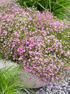 Gypsophila
